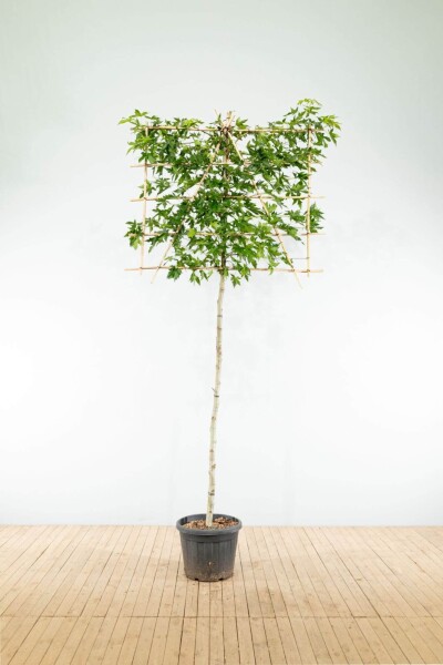 Liquidambar styraciflua 'Worplesdon' espalier 8/10 40cm tronc 120b x 180h