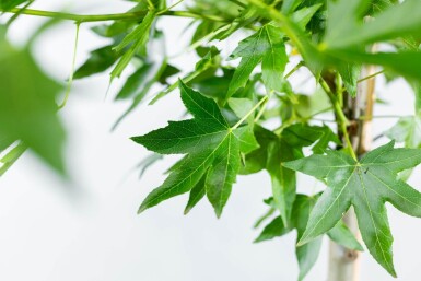 Liquidambar styraciflua 'Worplesdon' espalier