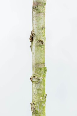 Liquidambar styraciflua 'Worplesdon' espalier 8/10 40cm tronc 120b x 180h