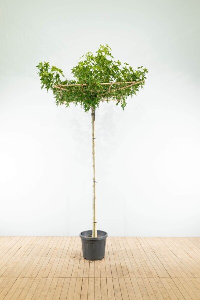 Liquidambar styraciflua 'Worplesdon' en plateau 10/12 240cm tronc 120x120