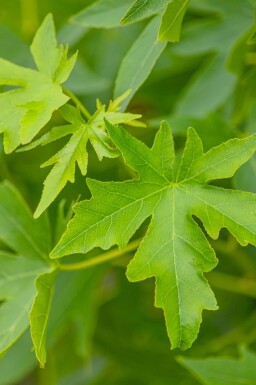 Liquidambar styraciflua 'Worplesdon' en plateau 10/12 240cm tronc 120x120