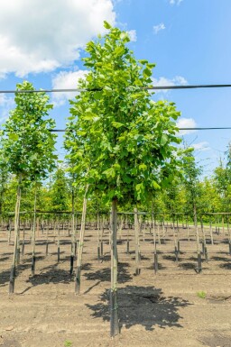 Liriodendron tulipifera haute-tige 10/12