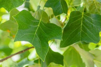 Liriodendron tulipifera haute-tige 10/12