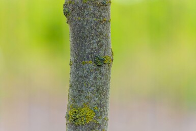 Liriodendron tulipifera haute-tige 10/12