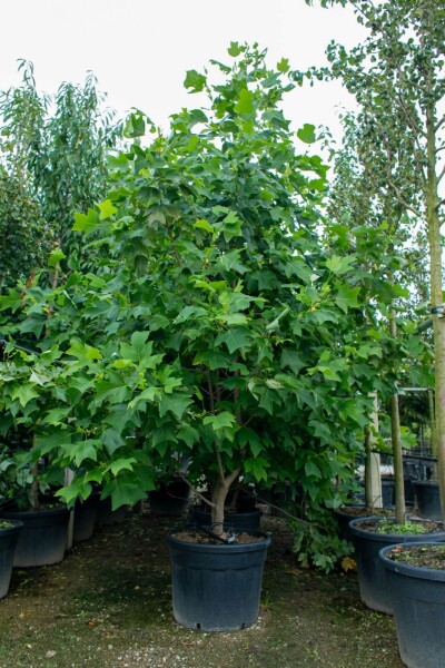 Liriodendron tulipifera cépée 400-450