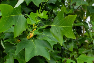 Liriodendron tulipifera cépée 400-450