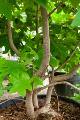 Liriodendron tulipifera cépée 400-450