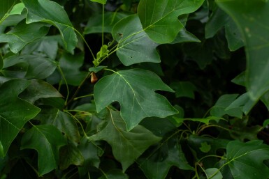 Liriodendron tulipifera cépée 400-450