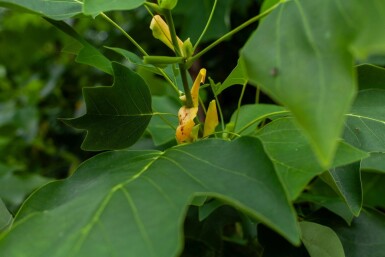 Liriodendron tulipifera cépée 400-450