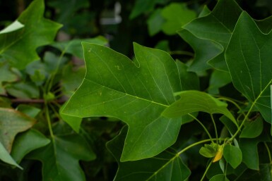Liriodendron tulipifera cépée 400-450