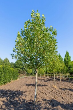Liriodendron tulipifera 'Aureomarginatum' haute-tige 12/14