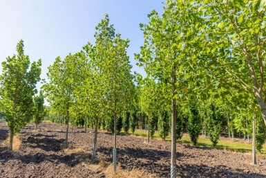 Liriodendron tulipifera 'Aureomarginatum' haute-tige 12/14