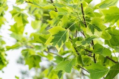 Liriodendron tulipifera 'Aureomarginatum' haute-tige 12/14