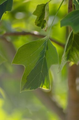 Liriodendron tulipifera 'Aureomarginatum' haute-tige 12/14