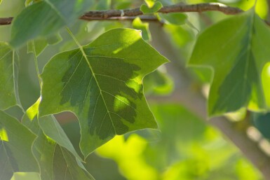 Liriodendron tulipifera 'Aureomarginatum' haute-tige 12/14