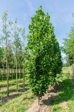 Liriodendron tulipifera 'Fastigiatum' haute-tige