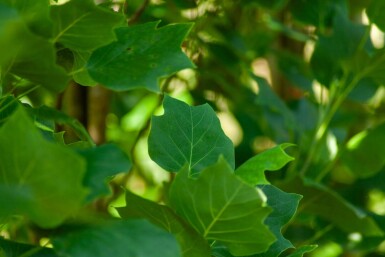 Liriodendron tulipifera 'Fastigiatum' haute-tige