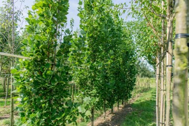 Liriodendron tulipifera 'Fastigiatum' haute-tige 14/16