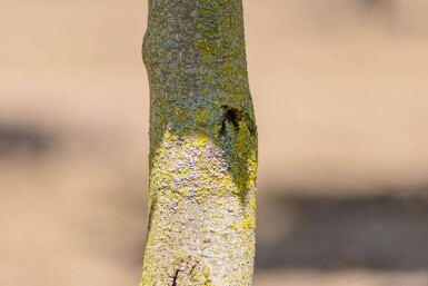 Liriodendron tulipifera 'Fastigiatum' haute-tige 14/16