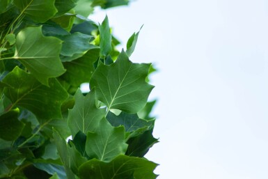 Liriodendron tulipifera 'Fastigiatum' haute-tige 14/16