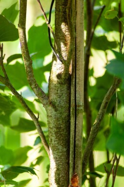 Liriodendron tulipifera 'Fastigiatum' haute-tige 14/16