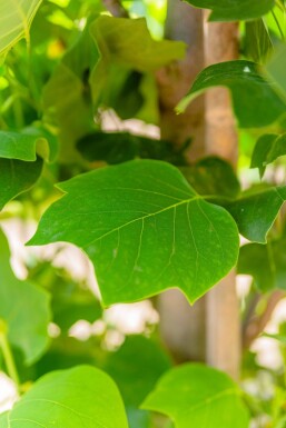 Liriodendron tulipifera 'Fastigiatum' baliveau 12/14