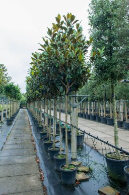 Magnolia grandiflora haute-tige 10/12