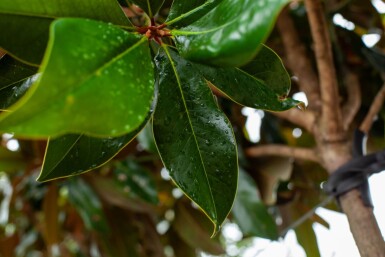 Magnolia grandiflora haute-tige 10/12