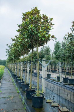 Magnolia grandiflora 'Galissonnière' haute-tige