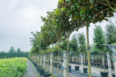 Magnolia grandiflora 'Galissonnière' haute-tige 10/12