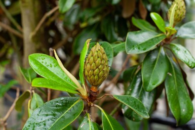 Magnolia grandiflora 'Galissonnière' haute-tige 10/12