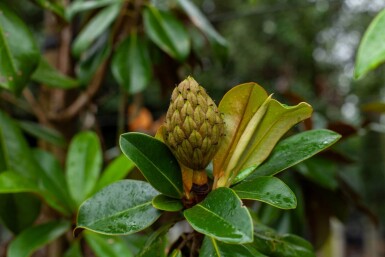 Magnolia grandiflora 'Galissonnière' haute-tige 10/12
