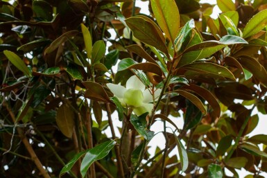 Magnolia grandiflora 'Galissonnière' haute-tige 10/12