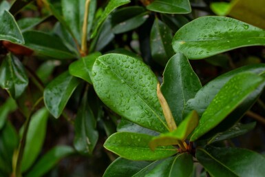 Magnolia grandiflora 'Galissonnière' haute-tige 10/12