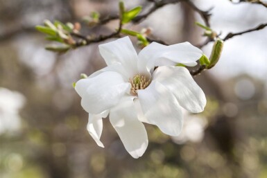 Magnolia kobus haute-tige 6/8