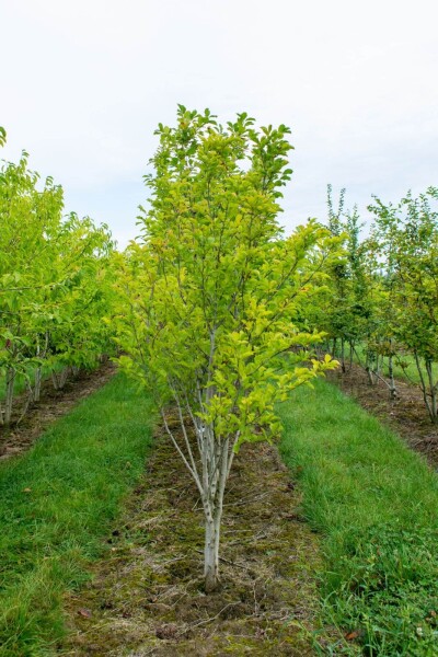 Magnolia kobus cépée 200-250