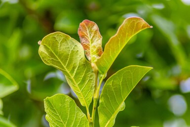 Magnolia kobus cépée 200-250