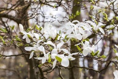 Magnolia kobus espalier 10/12 180cm tronc 150b x 120h