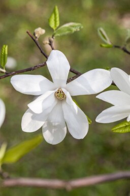 Magnolia kobus espalier 10/12 180cm tronc 150b x 120h