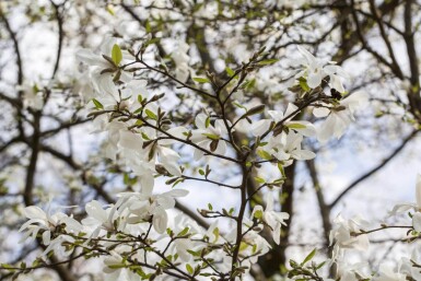 Magnolia kobus espalier 10/12 180cm tronc 150b x 120h