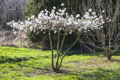 Magnolia x loebneri 'Merrill' haute-tige 8/10