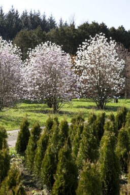 Magnolia x loebneri 'Merrill' haute-tige 8/10