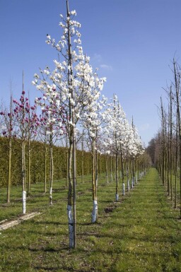 Magnolia x loebneri 'Merrill' haute-tige 8/10