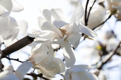 Magnolia x loebneri 'Merrill' haute-tige 8/10