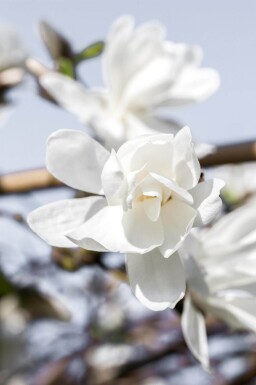 Magnolia x loebneri 'Merrill' haute-tige 8/10