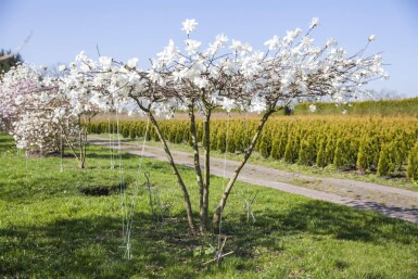 Magnolia x loebneri 'Merrill' cépée 200-250