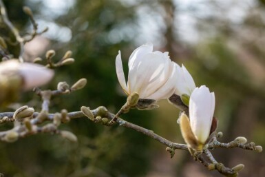 Magnolia x loebneri 'Merrill' cépée 200-250