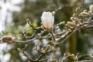 Magnolia x loebneri 'Merrill' cépée 200-250