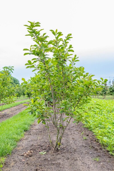 Magnolia x soulangeana cépée 300-350