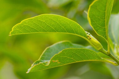 Magnolia x soulangeana cépée 300-350